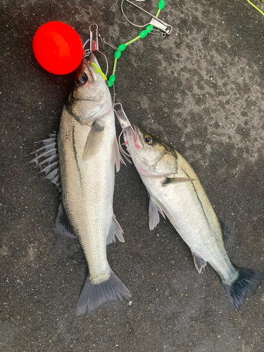 シーバスの釣果