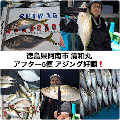 アジの釣果