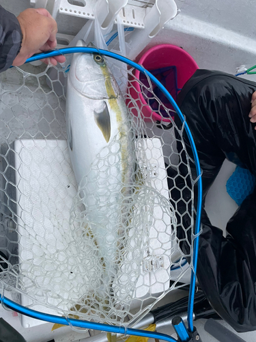 メジロの釣果