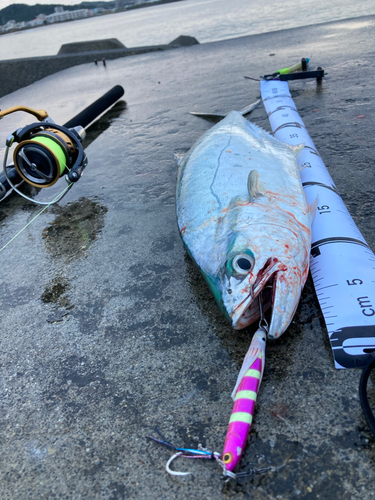 イケカツオの釣果