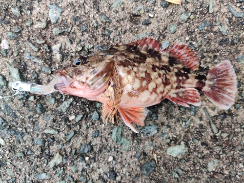 アラカブの釣果