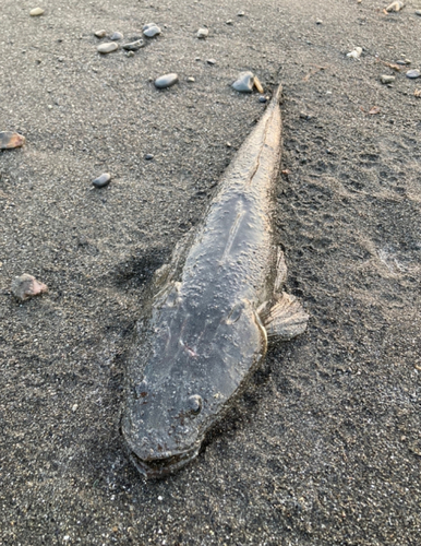 マゴチの釣果