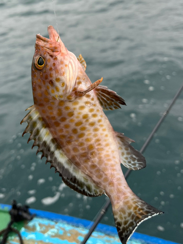 オオモンハタの釣果