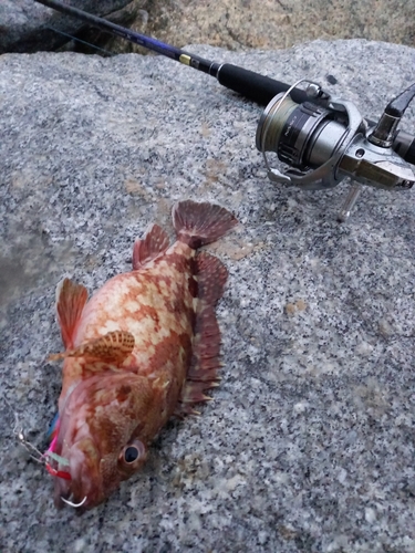 カサゴの釣果