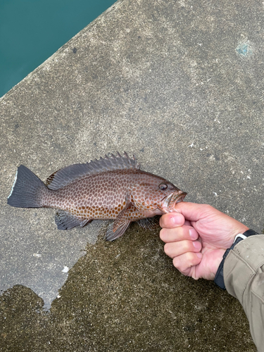 オオモンハタの釣果