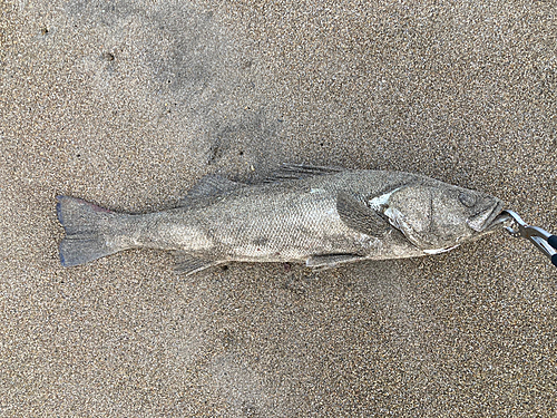 スズキの釣果