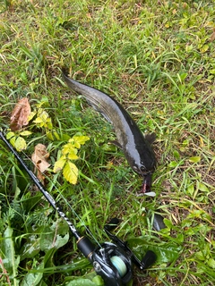 ナマズの釣果
