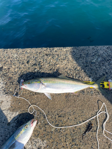 メジロの釣果