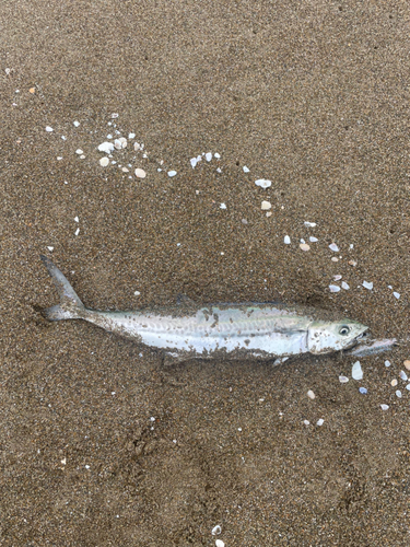 サゴシの釣果