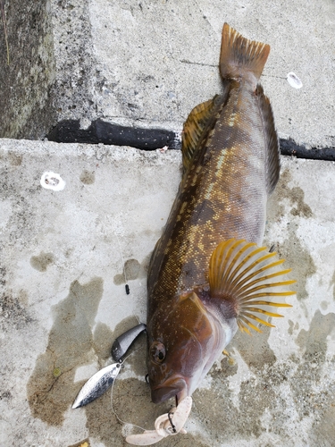 アイナメの釣果