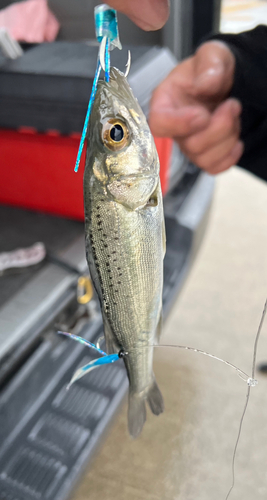 セイゴ（マルスズキ）の釣果