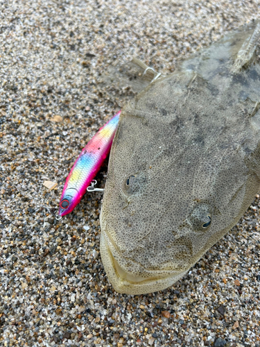 マゴチの釣果