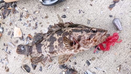 ベッコウゾイの釣果