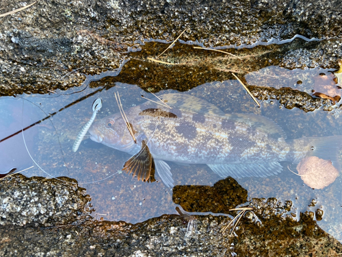 アイナメの釣果