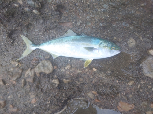 イナダの釣果