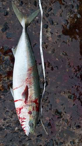 ヤズの釣果