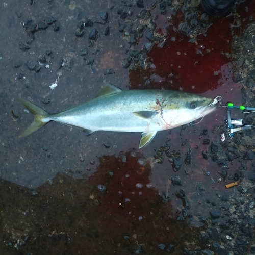 ヤズの釣果