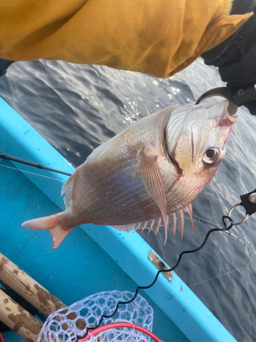 チダイの釣果