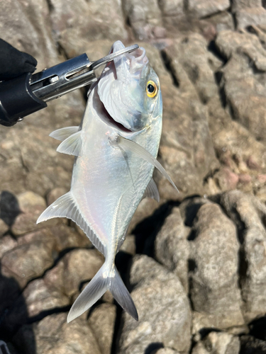 メッキの釣果