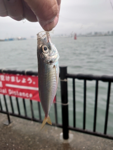 マアジの釣果