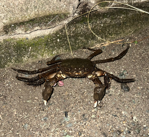 カニの釣果