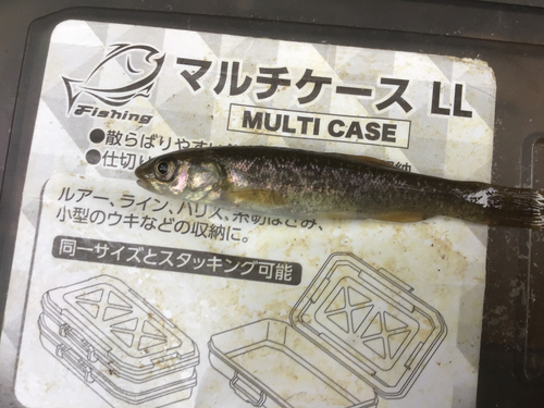 タカハヤの釣果