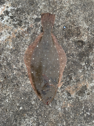 ヒラメの釣果