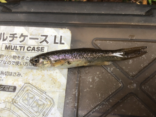 タカハヤの釣果