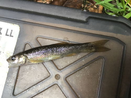 タカハヤの釣果