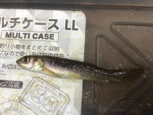 タカハヤの釣果