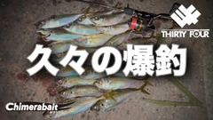 マアジの釣果