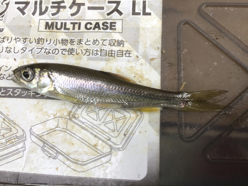 カワムツの釣果