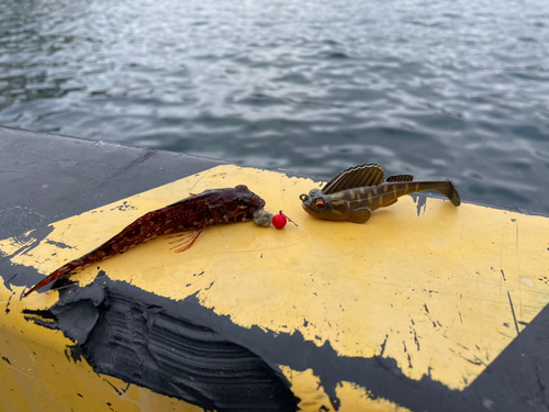 アナハゼの釣果