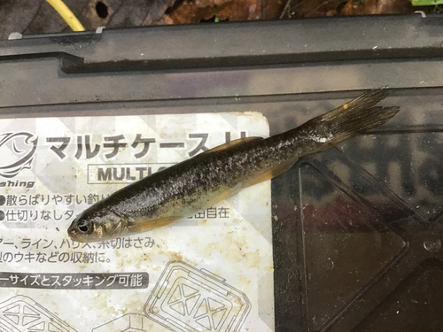 タカハヤの釣果