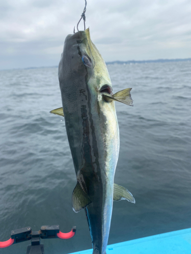 シロサバフグの釣果