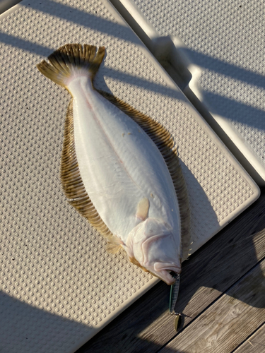 ヒラメの釣果