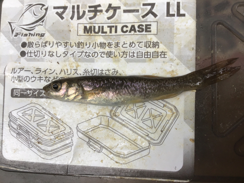 タカハヤの釣果