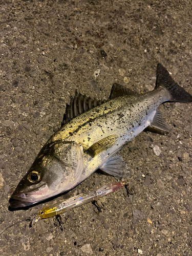 セイゴ（マルスズキ）の釣果