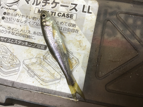 カワムツの釣果