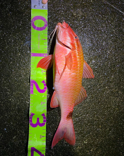 オキナヒメジの釣果