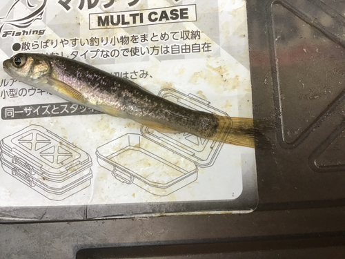 タカハヤの釣果