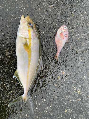 カンパチの釣果