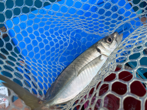 マアジの釣果