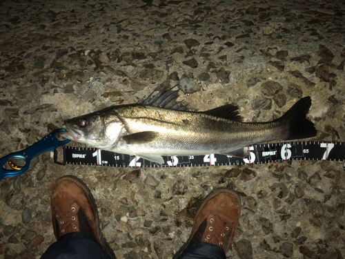 シーバスの釣果