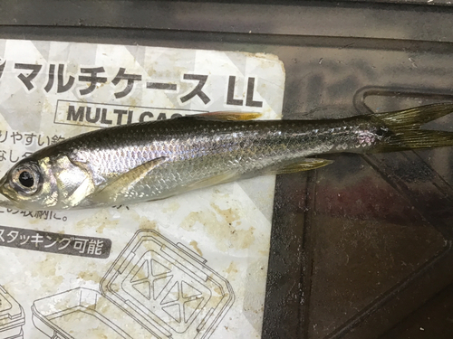 カワムツの釣果