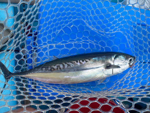 マルソウダの釣果