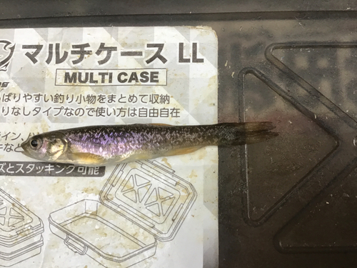 タカハヤの釣果