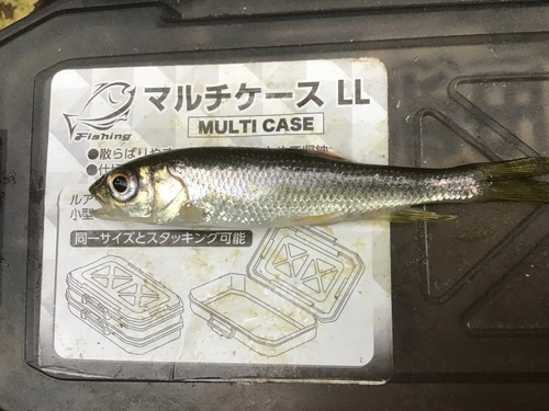 カワムツの釣果