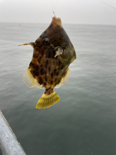 カワハギの釣果