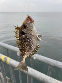 アイゴの釣果